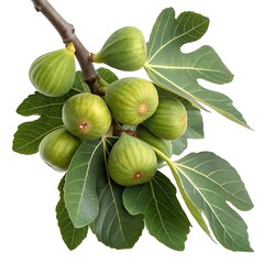 Fresh figs on the branch with leaves, a delicious and healthy snack