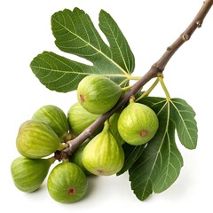 Close up of Fresh Figs on a Branch with Green Leaves Against White Background