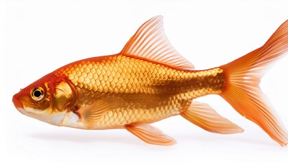 Obraz premium gold fish isolated on white
