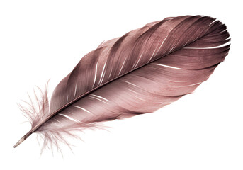 Fototapeta premium 柔らかな光を浴びる、繊細な茶色の羽根 静謐な美しさ