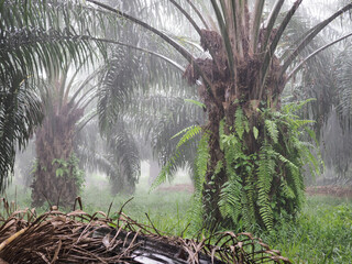 Rain falls on farmers' oil palm plantations