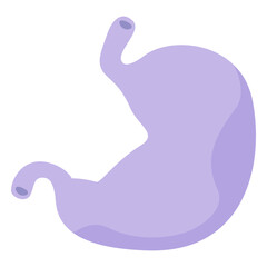 Stomach human organ