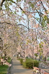 日中線のしだれ桜（福島県）