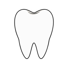 Healthy human molar tooth vector illustration. Clean white dental anatomy icon, oral care concept, medical tooth diagram.

