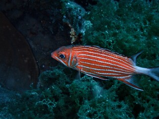 イットウダイ科 ニジエビス(Soldierfish Crown squirrelfish )