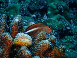 メガネゴンベ(Arc-eye hawkfish)