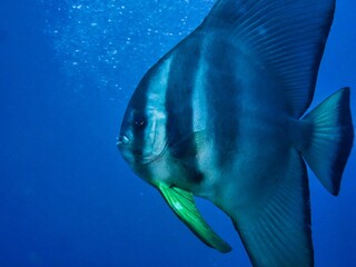 ツバメウオ(Swallowtail fish)