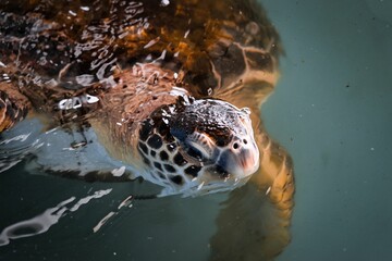 水から顔を出すウミガメ（アカウミガメ）