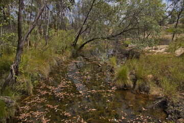 Creek at Windolf Walk in Nitmiluk National Park, Northern Territory, Australia 
