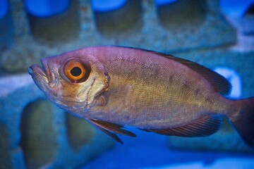 ホウセキキントキ(Crescent-tail bigeye)