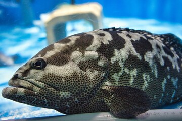 マダラハタ(Spotted Grouper)