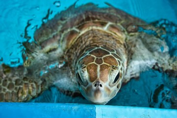 水から顔を出すウミガメ（アオウミガメ）
