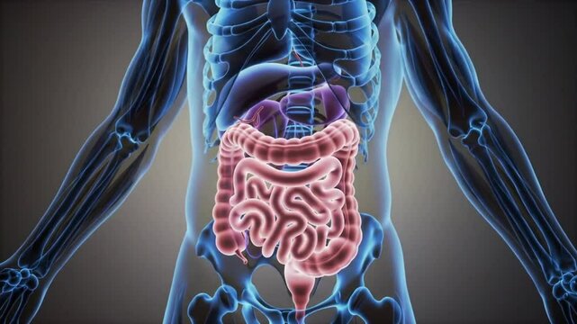 3d rendered medical animation of a man's large intestine. Suitable for medical or education footage.