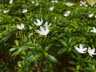 Crape jasmine or Tabernaemontana divaricata or milkwood flower plant, evergreen leaves shrubs, top view