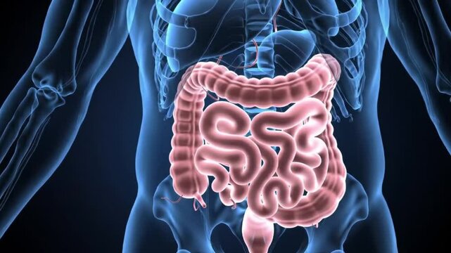 3d rendered medical animation of a man's large intestine. Suitable for medical or education footage.