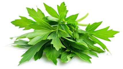Fototapeta premium Fresh green lovage leaves and stems. Aromatic herb with a celery-like flavor for culinary use.
