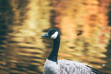 Wildlife and nature in Beacon Hill Park, Victoria, Canada. A peaceful green oasis with local animals, forest trails, and scenic views in the heart of the city.