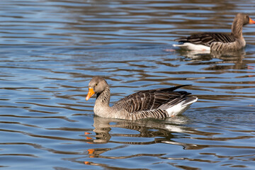 The greylag goose spreading its wings on water. Anser anser is a species of large goose