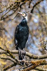 The great cormorant, Phalacrocorax carbo sitting on a branch