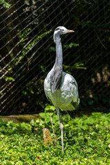 Demoiselle Crane, Anthropoides virgo are living in the bright green meadow during the day time