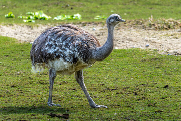 Darwin's rhea, Rhea pennata also known as the lesser rhea.