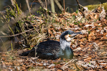 The great cormorant, Phalacrocorax carbo sitting on a branch