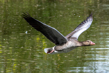 The flying greylag goose, Anser anser is a species of large goose