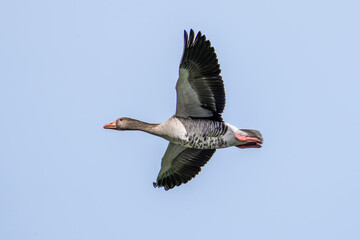 The flying greylag goose, Anser anser is a species of large goose