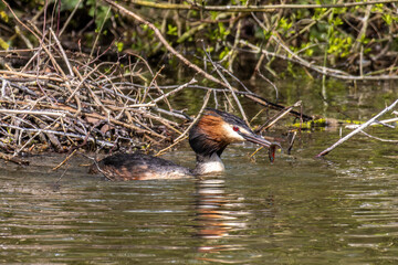 Great Crested Grebe, Podiceps cristatus has caught a fish.