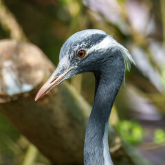 Demoiselle Crane, Anthropoides virgo are living in the bright green meadow during the day time