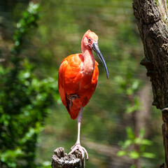 Naklejka premium The Scarlet ibis, Eudocimus ruber is a species of ibis in the bird family Threskiornithidae.