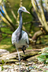 Demoiselle Crane, Anthropoides virgo are living in the bright green meadow during the day time