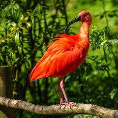 The Scarlet ibis, Eudocimus ruber is a species of ibis in the bird family Threskiornithidae.