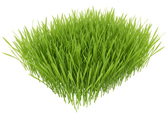 瑞々しい緑 鮮やかな若草の群生 自然な質感