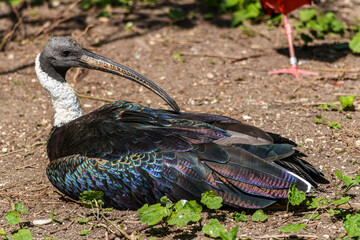 Obraz premium The Straw-necked Ibis, Threskiornis spinicollis is a bird of the ibis family