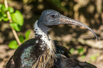 The Straw-necked Ibis, Threskiornis spinicollis is a bird of the ibis family