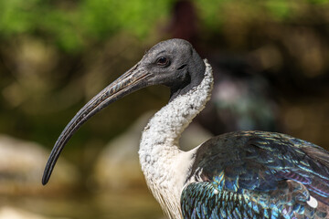 The Straw-necked Ibis, Threskiornis spinicollis is a bird of the ibis family
