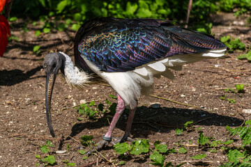 The Straw-necked Ibis, Threskiornis spinicollis is a bird of the ibis family