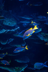 Underwater corals and tropical fishes