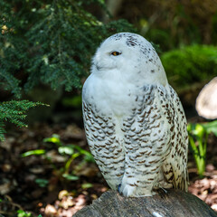 The Snowy Owl, Bubo scandiacus is a large, white owl of the owl family