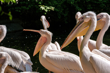 White Pelican, Pelecanus onocrotalus also known as the Eastern White Pelican