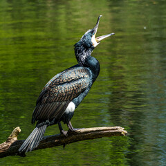 The great cormorant, Phalacrocorax carbo sitting on a branch