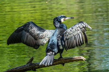 The great cormorant, Phalacrocorax carbo sitting on a branch