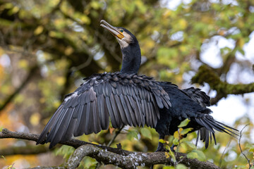 The great cormorant, Phalacrocorax carbo sitting on a branch