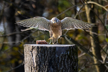 Common kestrel, Falco tinnunculus is a bird of prey species belonging to the falcon family Falconidae.