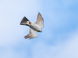 Mississippi kite bird in flight