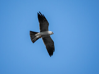 Mississippi kite bird in flight