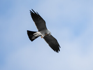 Mississippi kite bird in flight