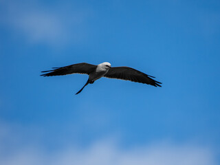 Mississippi kite bird in flight