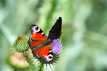 butterfly peacock on purple flower thistle ruffled in summer
